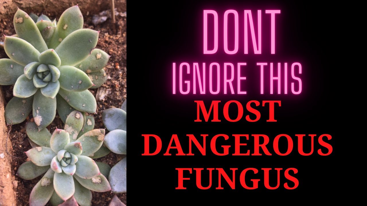 || DONT IGNORE THIS FUNGUS || VERY AGGRESSIVE FUNGUS || POWDERY MILDEW ||