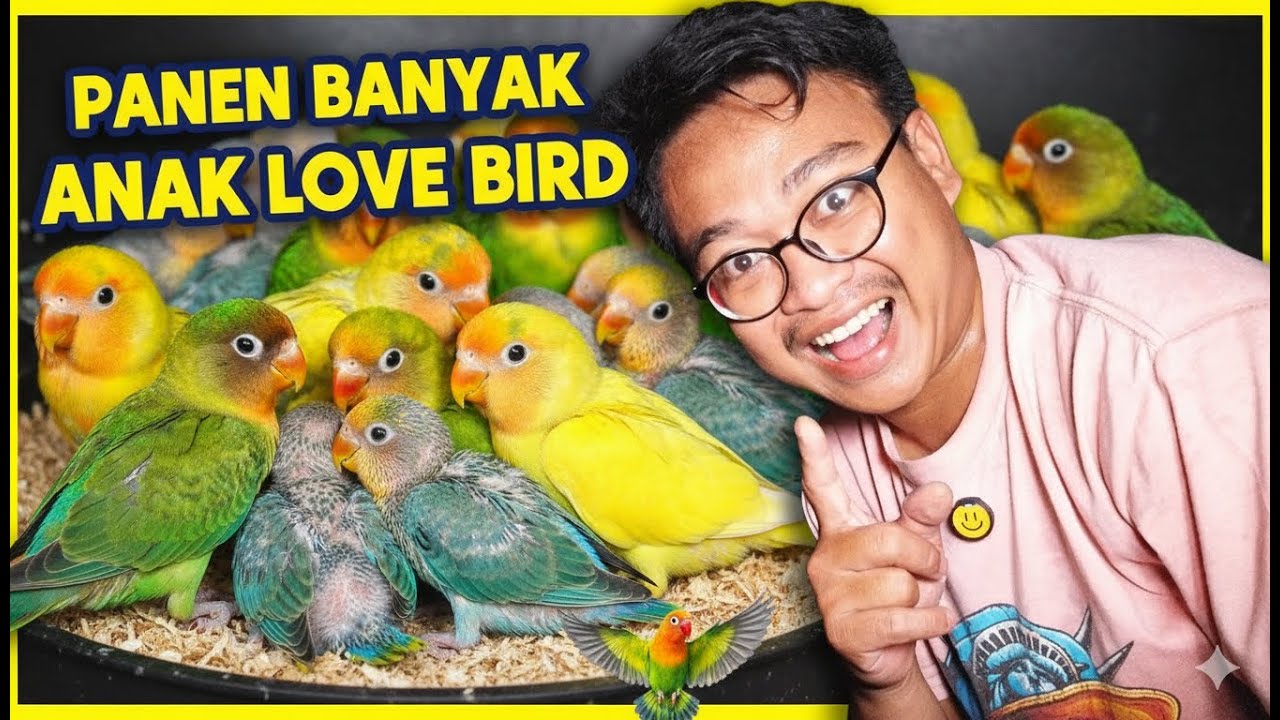 AKHIRNYA KANDANG LOVE BIRD HASILKAN BANYAK ANAKAN‼️KEREN ABIS WARNA ANAKNYA