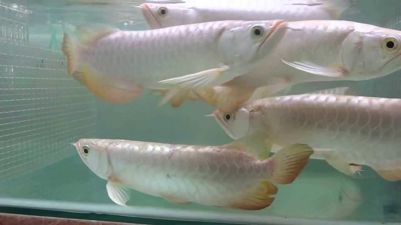 Dragon Fish Industry