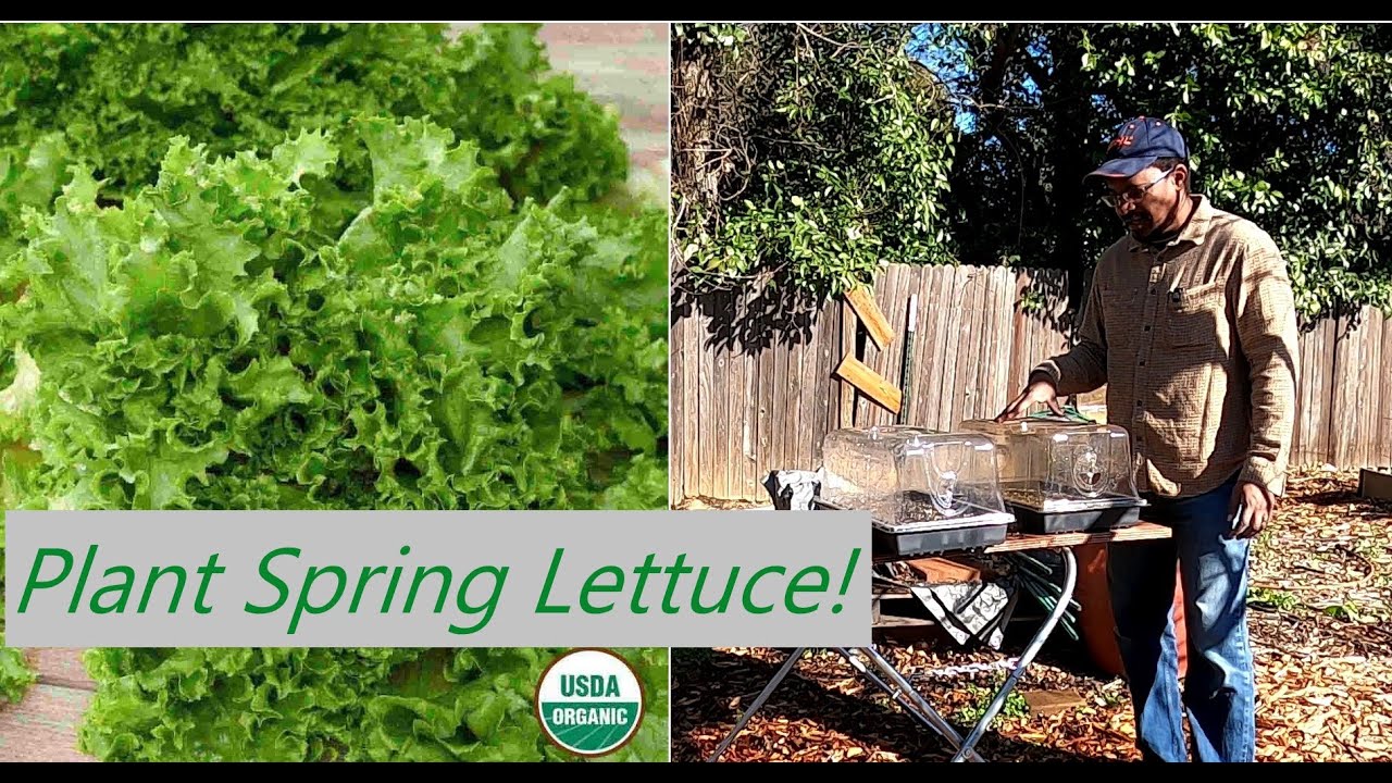 Grow Your Own Salad in a Mini Greenhouse!  Lets Try Early Lettuce for a Spring Harvest! NVG S2E1
