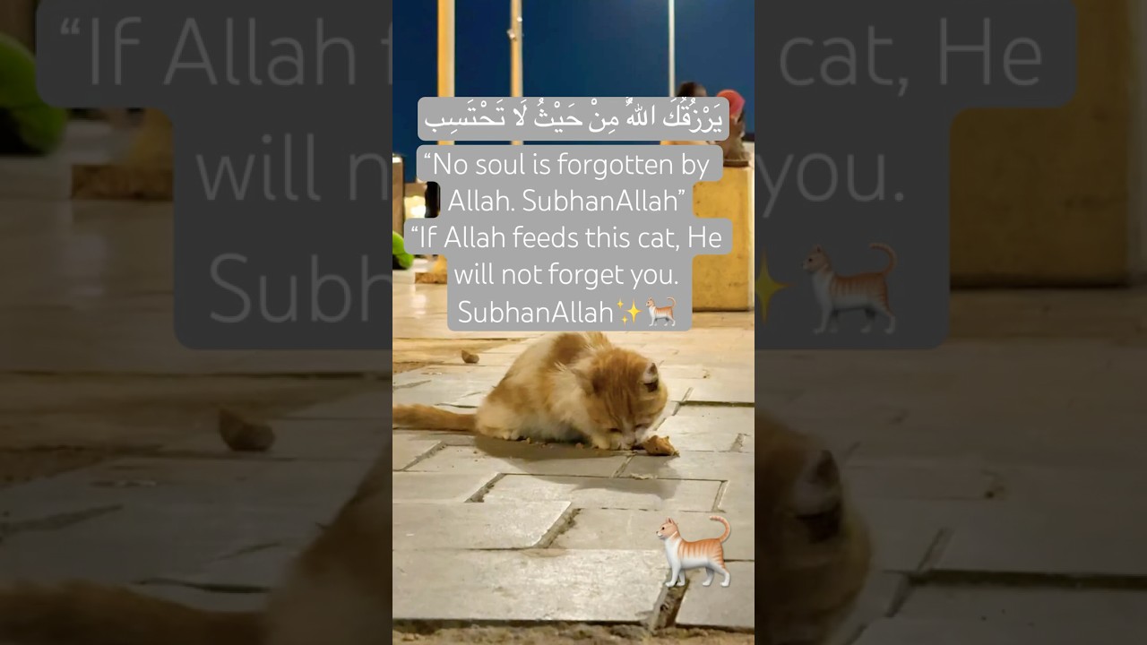 Allah feeds this cat🐈He will not forget you No soul is forgotten by Allah 