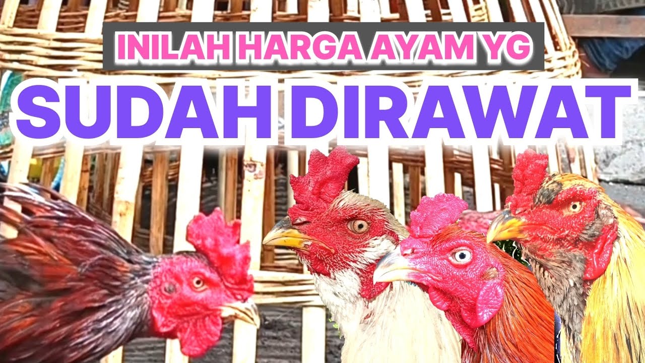 HARGA AYAM YG SUDAH DIRAWAT DIPASAR