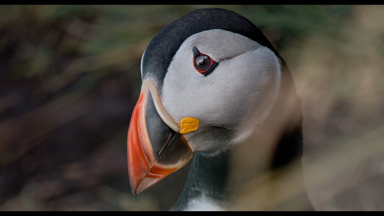 The Kingdom of Puffins - Vestmannaeyjar 2020 - Iceland 4K