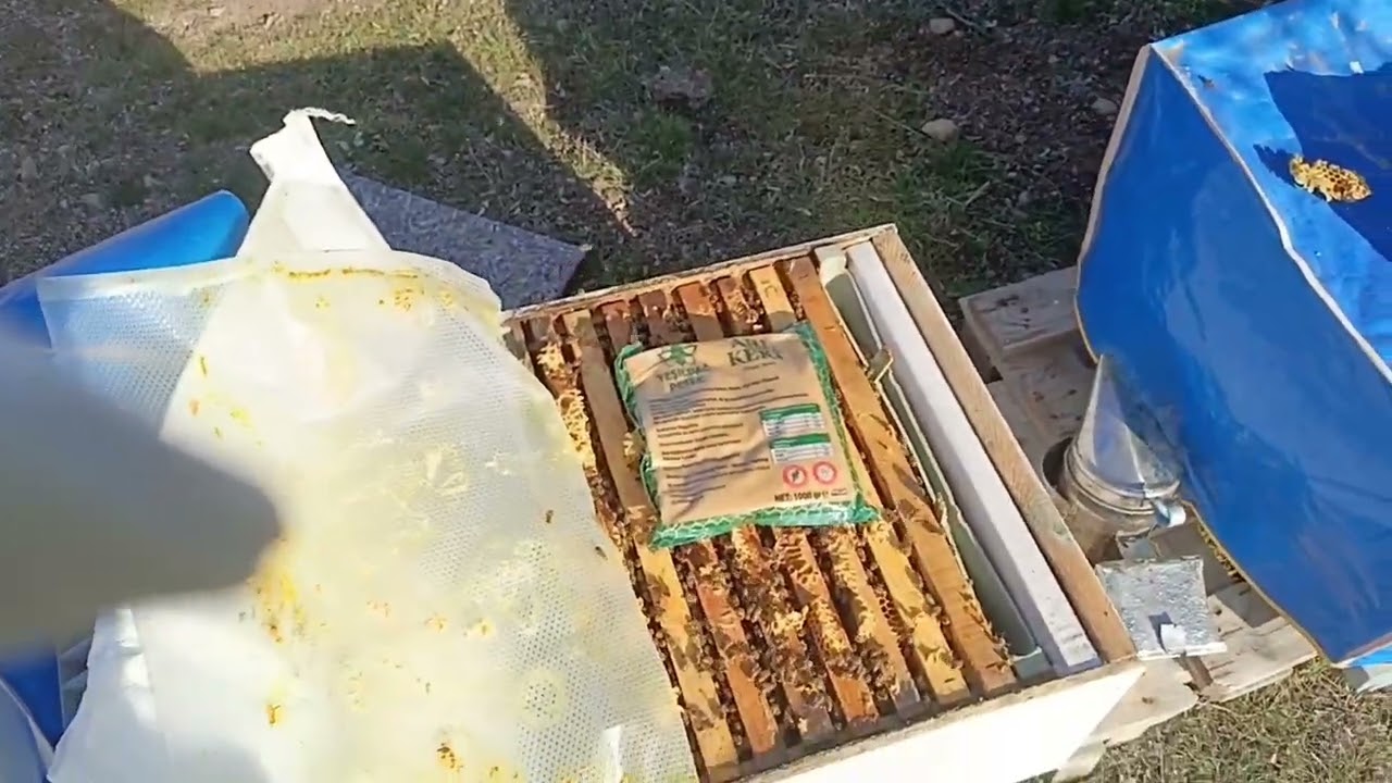 SARI KIZLARA BAHAR BAKIMI ANA KONTROLLÜ#arıcılık #beekeeping #bahar #arıcı#ytdayibenionecikarnolur 