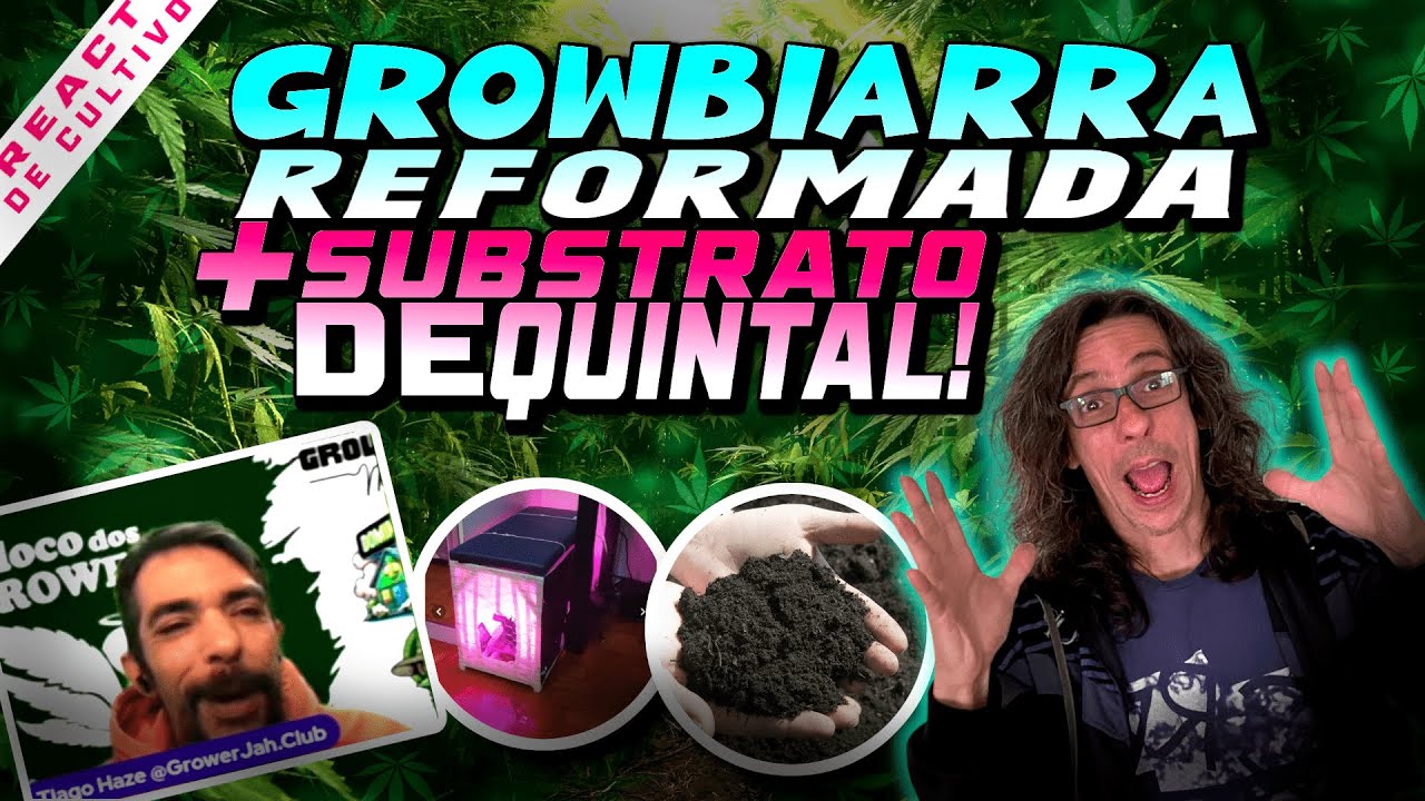 Primeiro Cultivo: Como Transformar Dificuldades em Sucesso + Planta Herma + Prenseeds na Flora&ccedil;&atilde;o