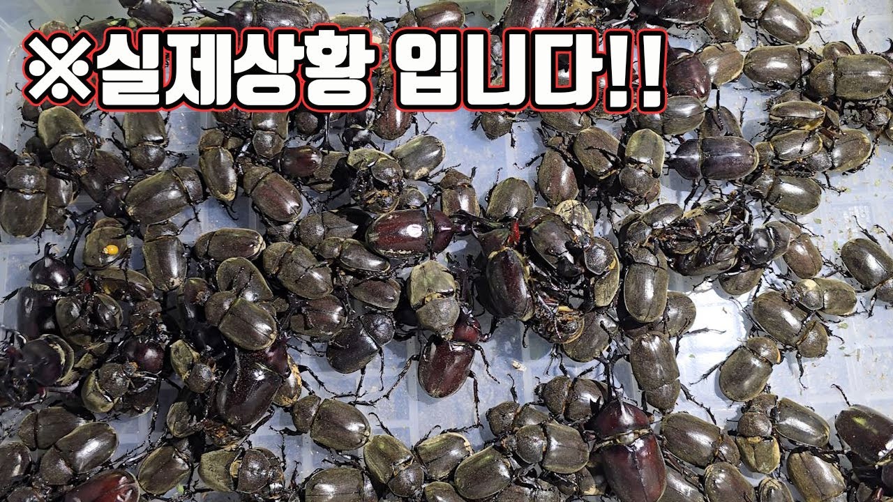 올여름 뭔가 심상치 않습니다. 벌레에 맞아죽을 수있다고 해서 가봤는데...