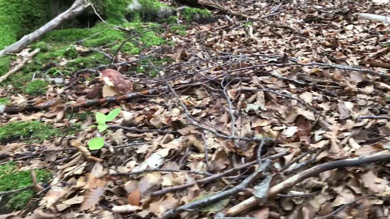 Sotto...sotto bosco🐌