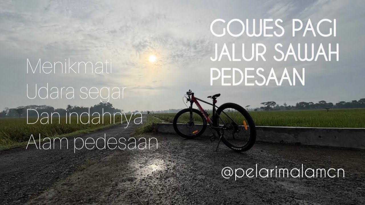 Gowes pagi, menikmati udara segar alam pedesaan #rural #ricefield #nature #sawahpedesaan #gowespagi 