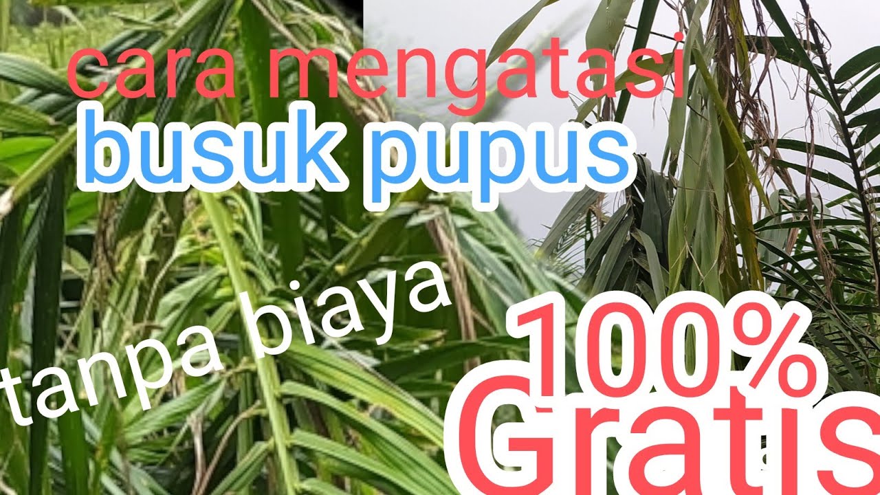 cara mengatasi busuk pupus pada tanaman kelapa sawit!! gratis