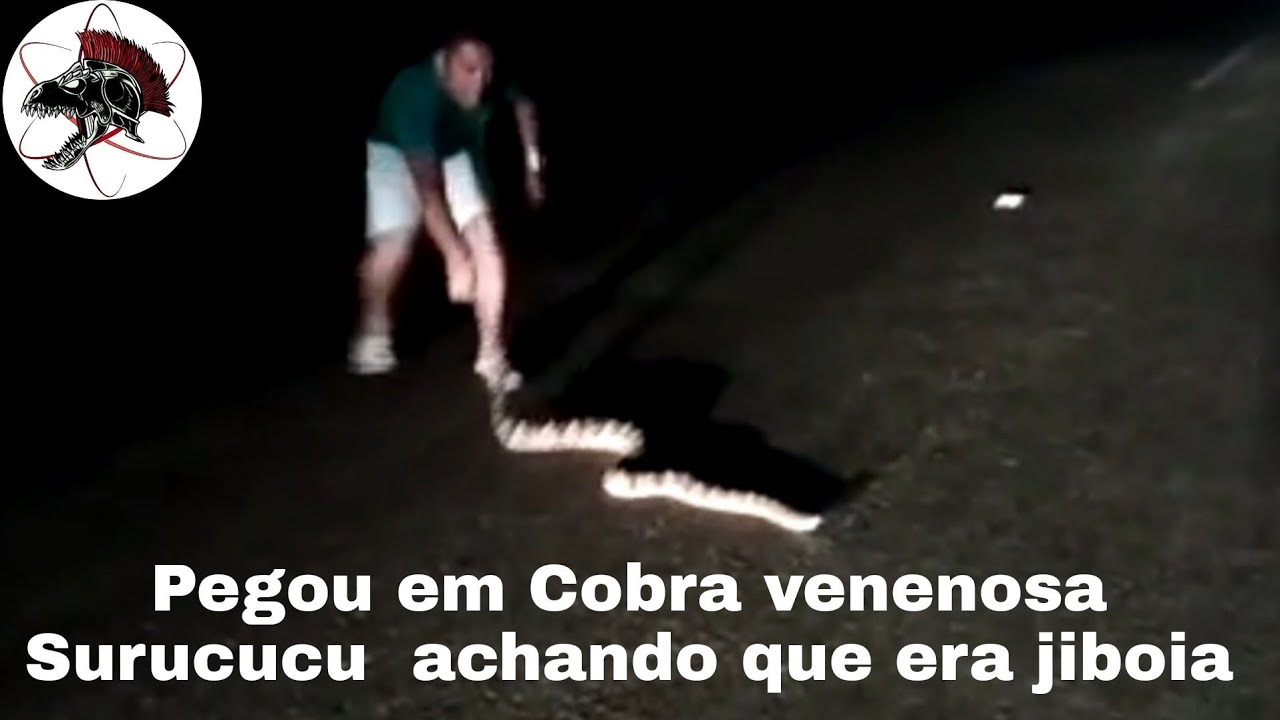 Confundiu Cobra Surucucu com Jiboia 1 | Biólogo Henrique o Biólogo das Cobras