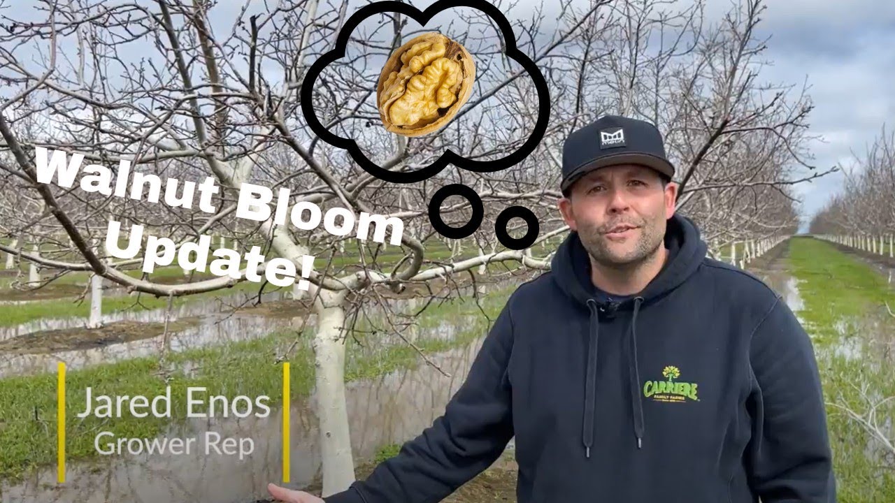 Walnut Bloom Update March '23