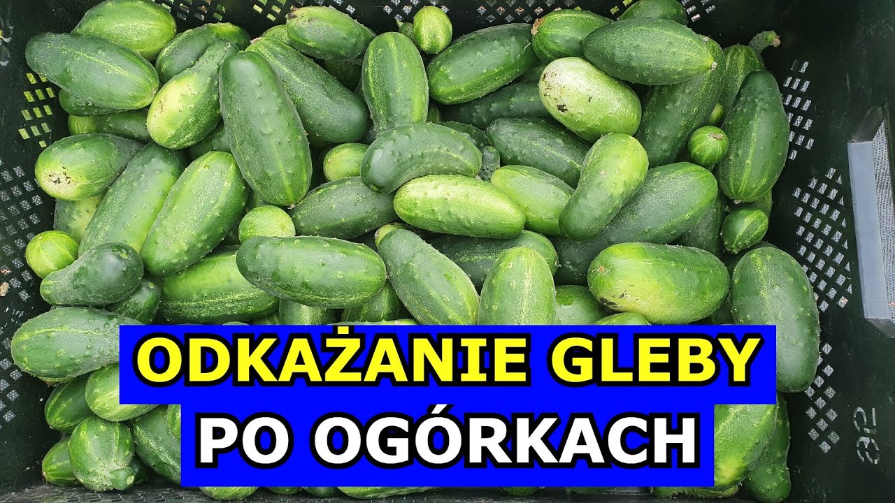 Odkażanie Gleby po Og&oacute;rkach Kluczowe czy Mało Znaczące. Mączniak rzekomy. Uprawa Og&oacute;rk&oacute;w gruntowych.