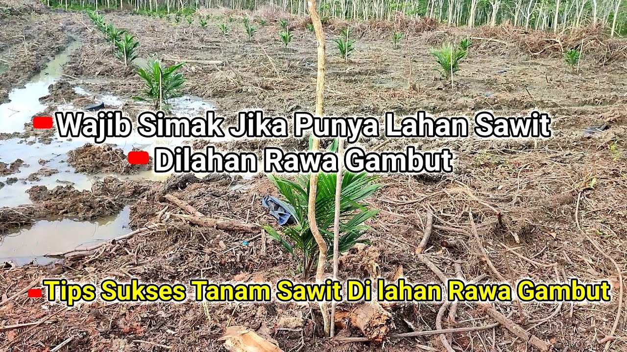 Kunci Sukses Tanam Sawit Lahan Rawa Gambut