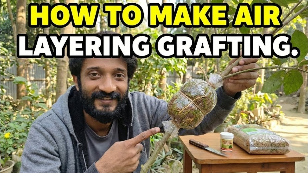 How To Do Air Layering Grafting 🌱 | Easy Step-by-Step Plant Propagation Guide