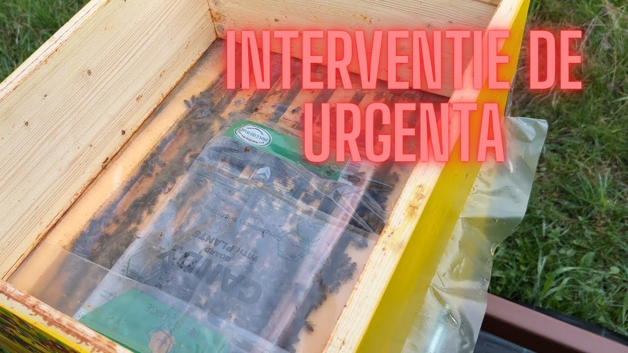 EP. 21: Interventie de urgenta | #2026 | @casutacualbine  #apicultura #albine #miere