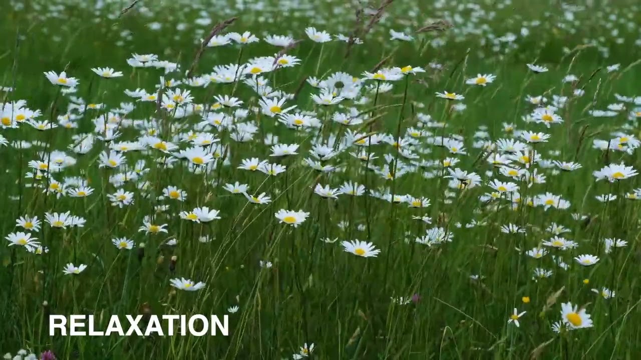 Music and Meditation Part 39 May 2025