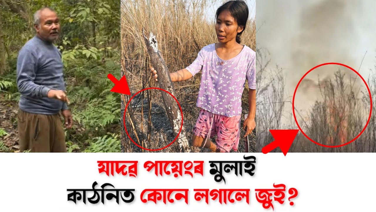 Jadav Payeng ছাৰৰ মুলাই কাঠনি জলাই দিলে! OMG কি হ'ব? 