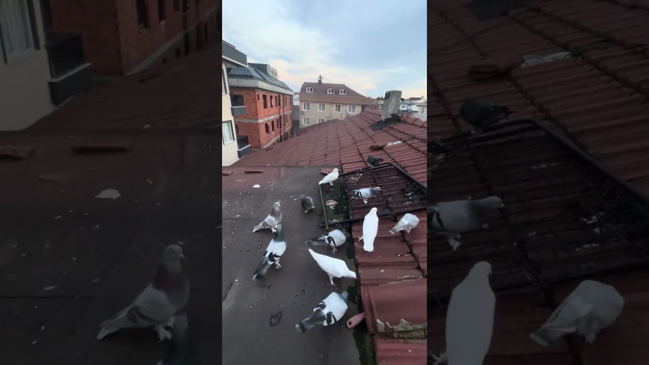 Akşam üstü şekeriyi attım karanlığa kaldı #güvercin #birds #pigeon #kabootar 