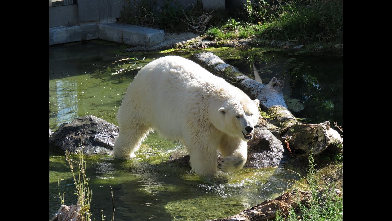 Vienna Zoo Trip - (August 2017)