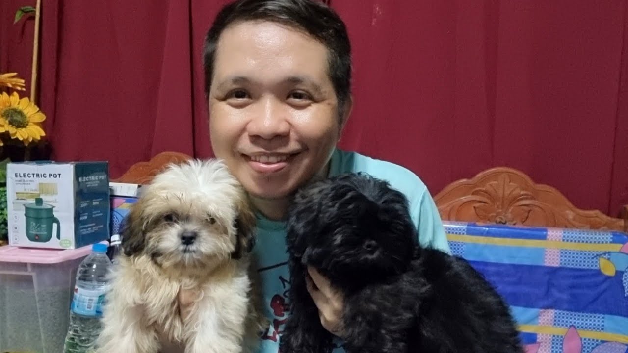 3 Months Old Shih Tzu Puppies Mga Adjustment Sa Pagaalaga,Worth It Ba Bumili ng  Stainless Dogcage?