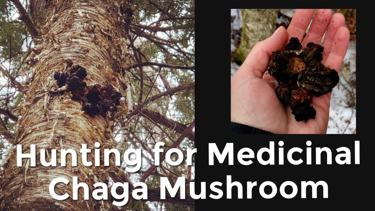 Hunting for Medicinal Chaga Mushroom