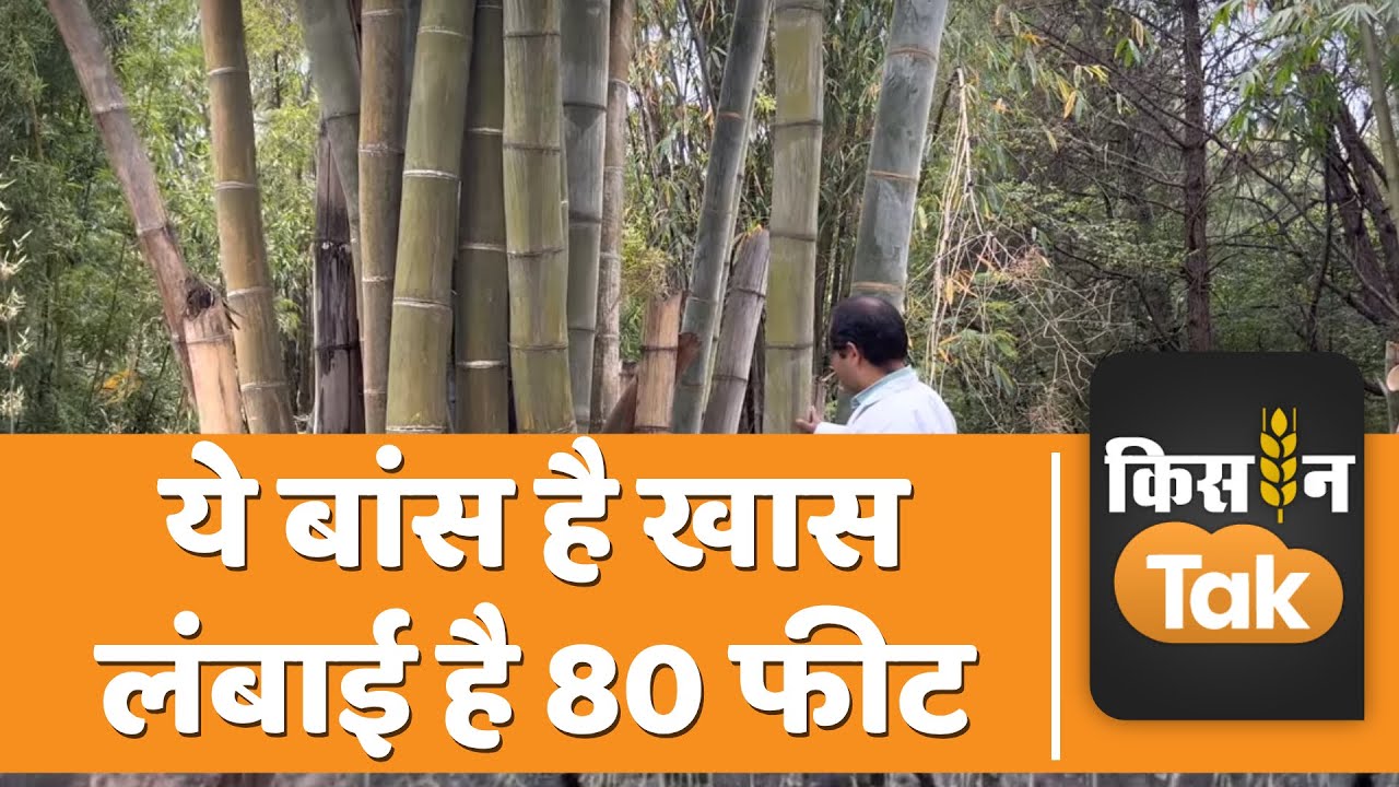 Giant Bamboo: क्या आपने देखा है 80 फीट का बांस, जानें इसमें क्या है खास | Kisan Tak