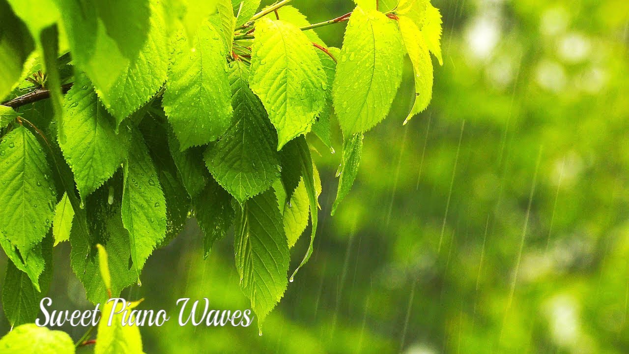 Rain Sounds and Relaxing Piano Music - Calming Background Piano Music For Stress Relief, Sleep Music