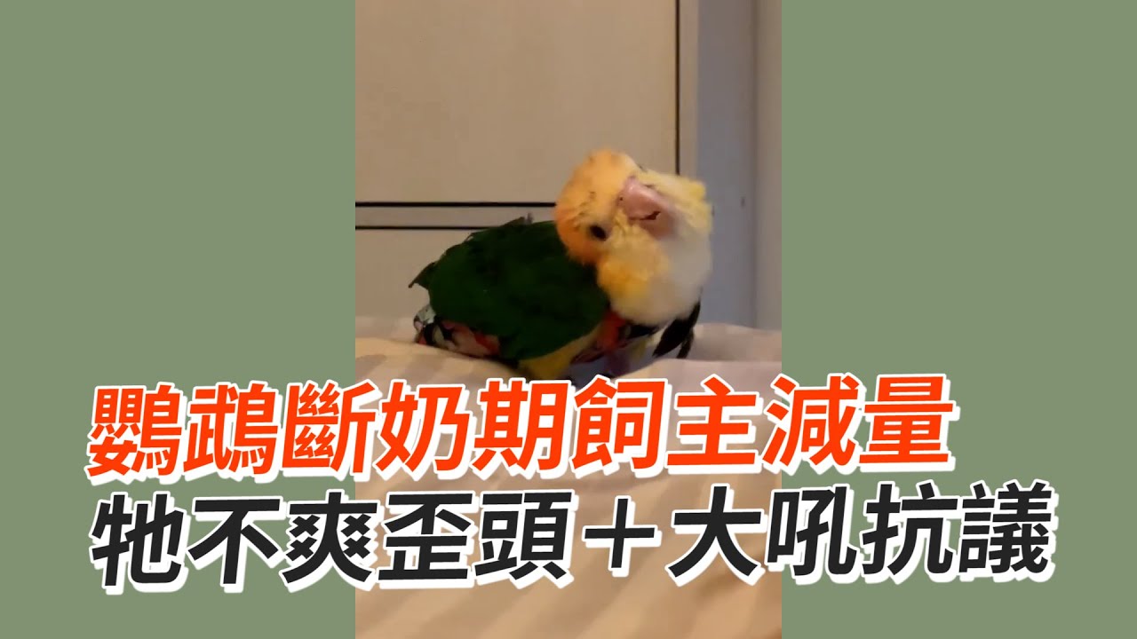 鸚鵡斷奶期飼主減量　牠不爽歪頭＋大吼抗議 ｜#寵物雲