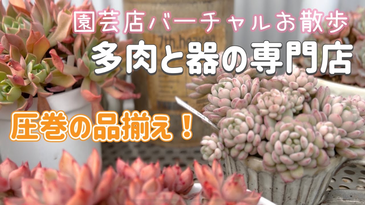 【園芸店お散歩シリーズ】探していたレア多肉がここにあった！N’s Style Garden/岐阜県瑞浪市