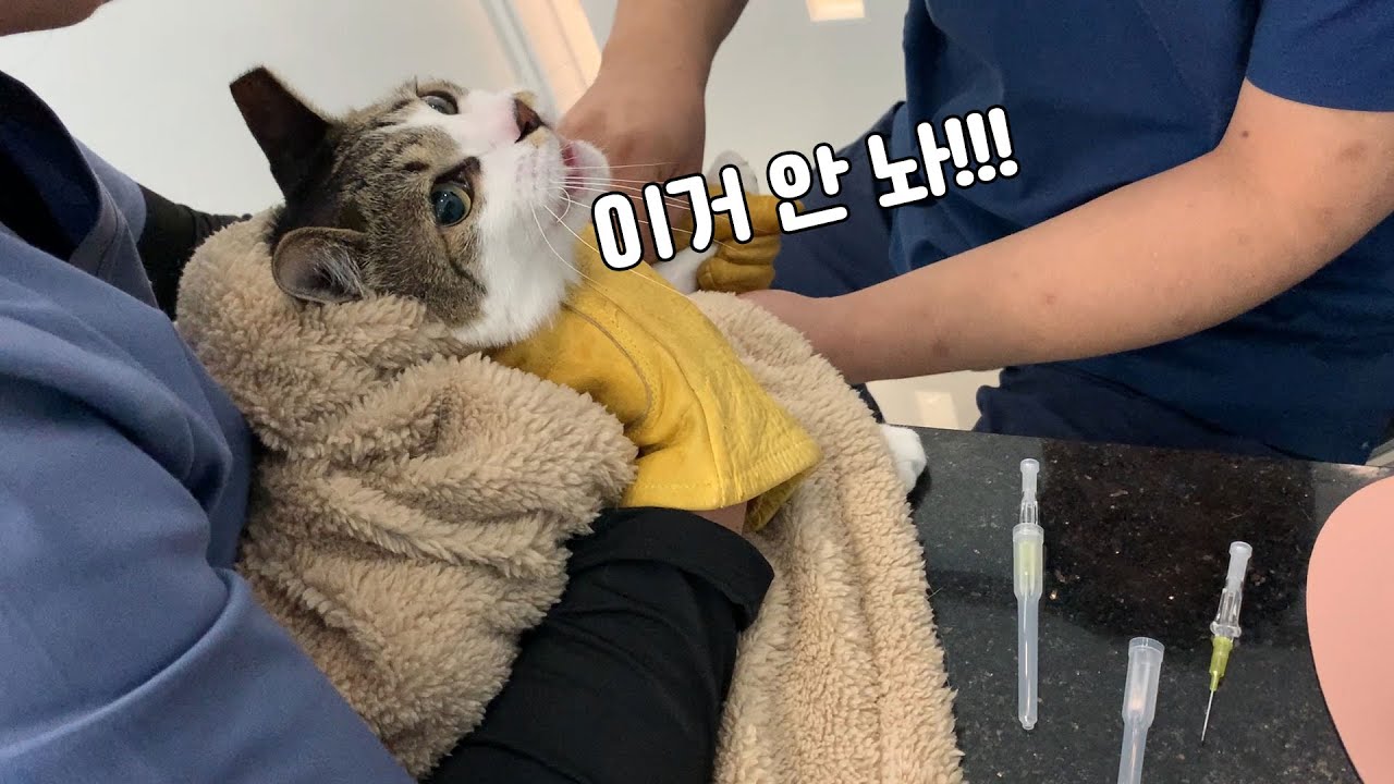 병원가서 성깔 다 드러난 고양이의 살벌한 건강검진