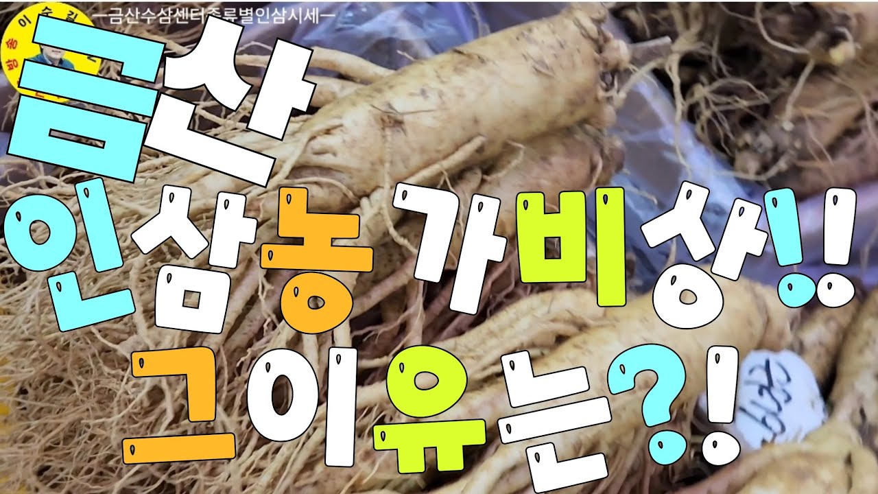 人参市場 금산군 금산수삼센터 금산인삼 종류별 상태와시세 견문록♡삶2279/Gumsan ginseng market, korea