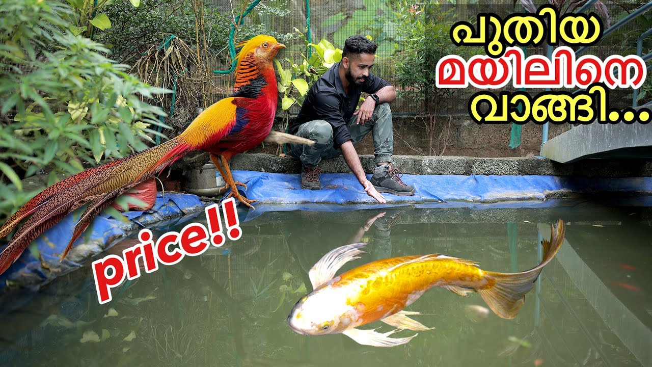 ദൈവമേ...40,000/- രൂപയുടെ മയിലോ???  | Bought New Expensive Bird