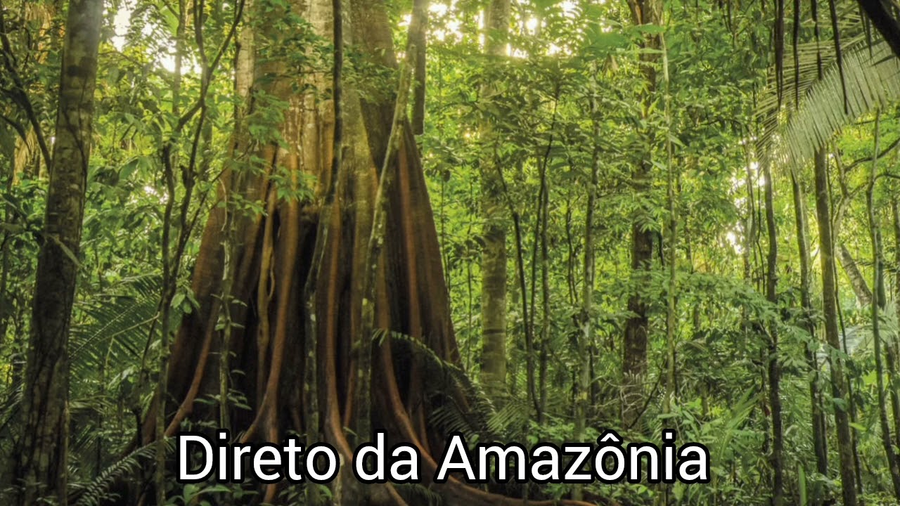 Os Tupis Guajará _ Declarações .