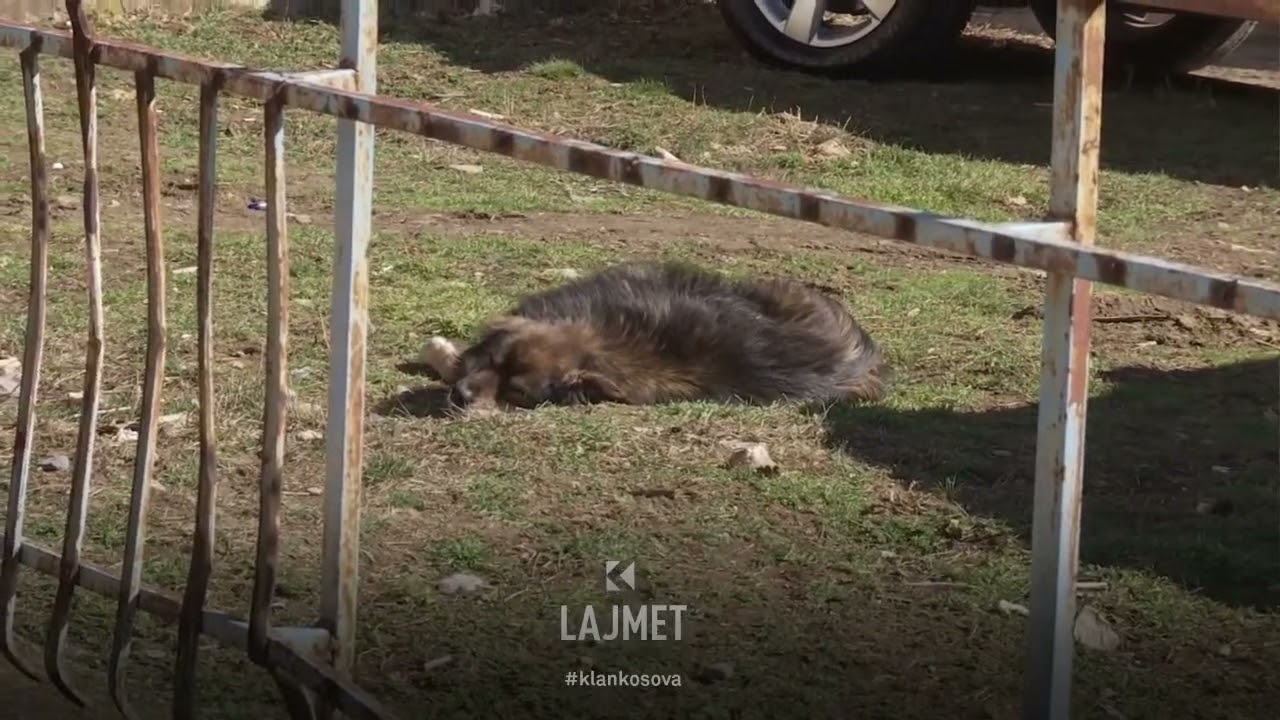 Komuna, aksioni - Qentë endacak dërgohen në strehimore