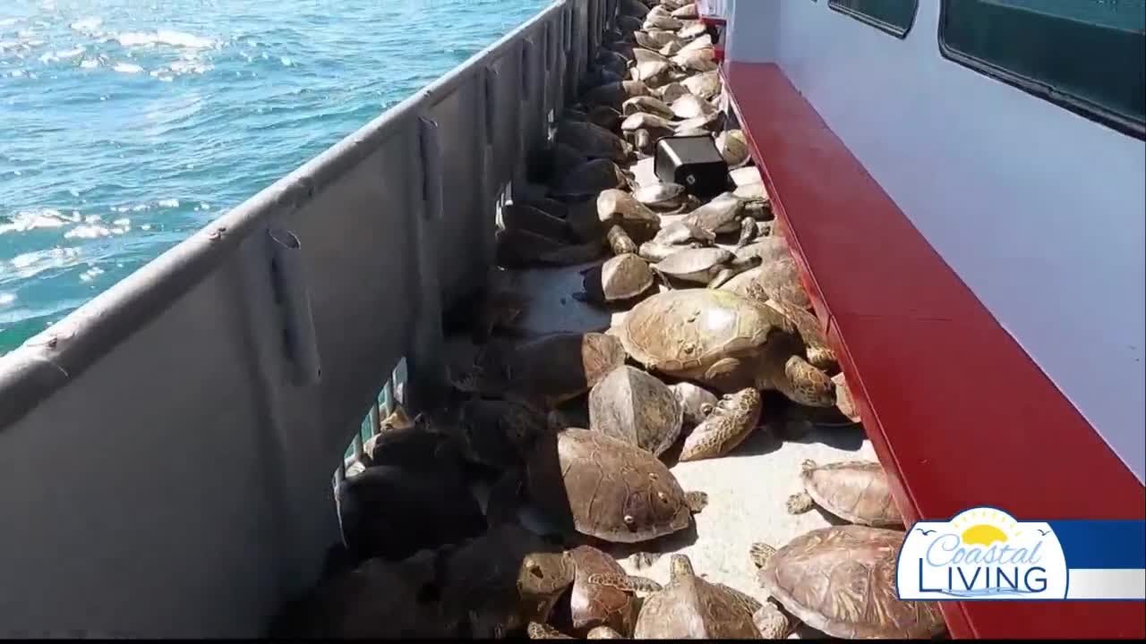Saving the Sea Turtles by Jace Tunnell