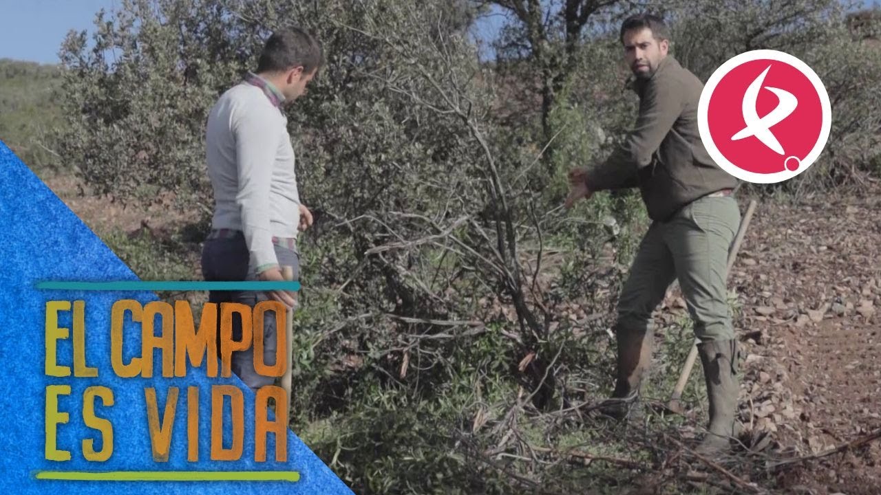 Los Mellis amplian su finca con un terreno muy especial | El campo es vida