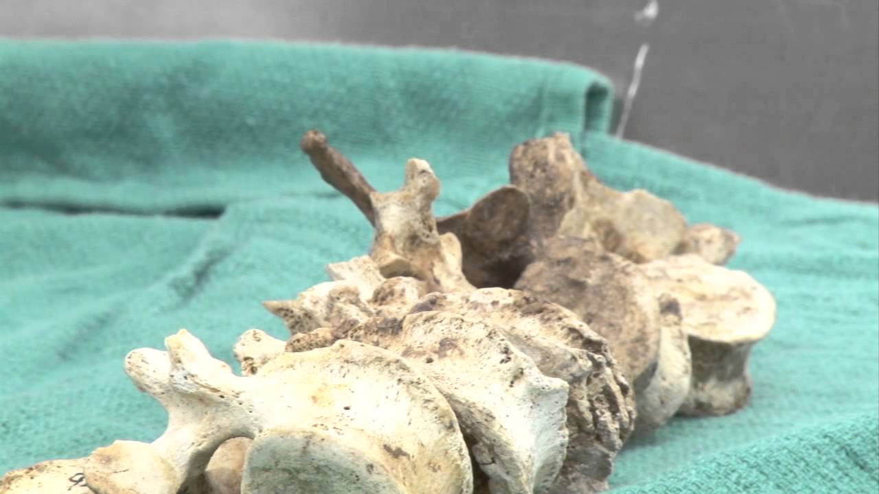 Maricopa County effort aims to resolve cases of unidentified remains