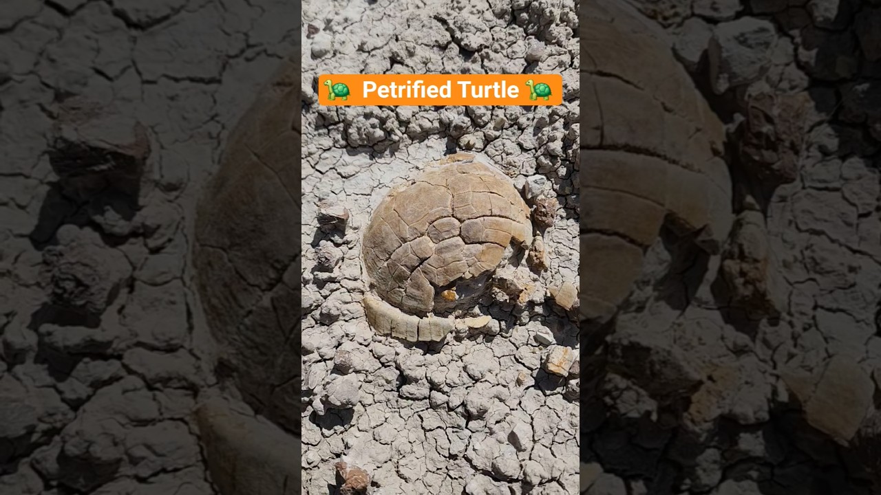I found fossilized turtles!!! #fossils #petrified #turtle #turtles #petrification #outdoors #nature