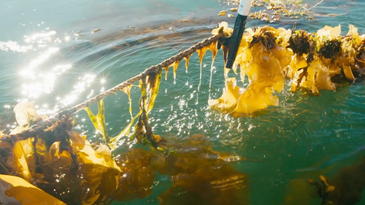 Exploring the Depths: The Alaskan Seaweed Industry