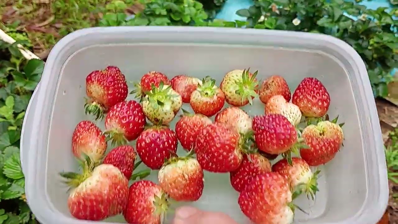 Primavera chegando,flores, frutos vem junto,bora colher um pouco,e mostrar as belezuras🙏🏻