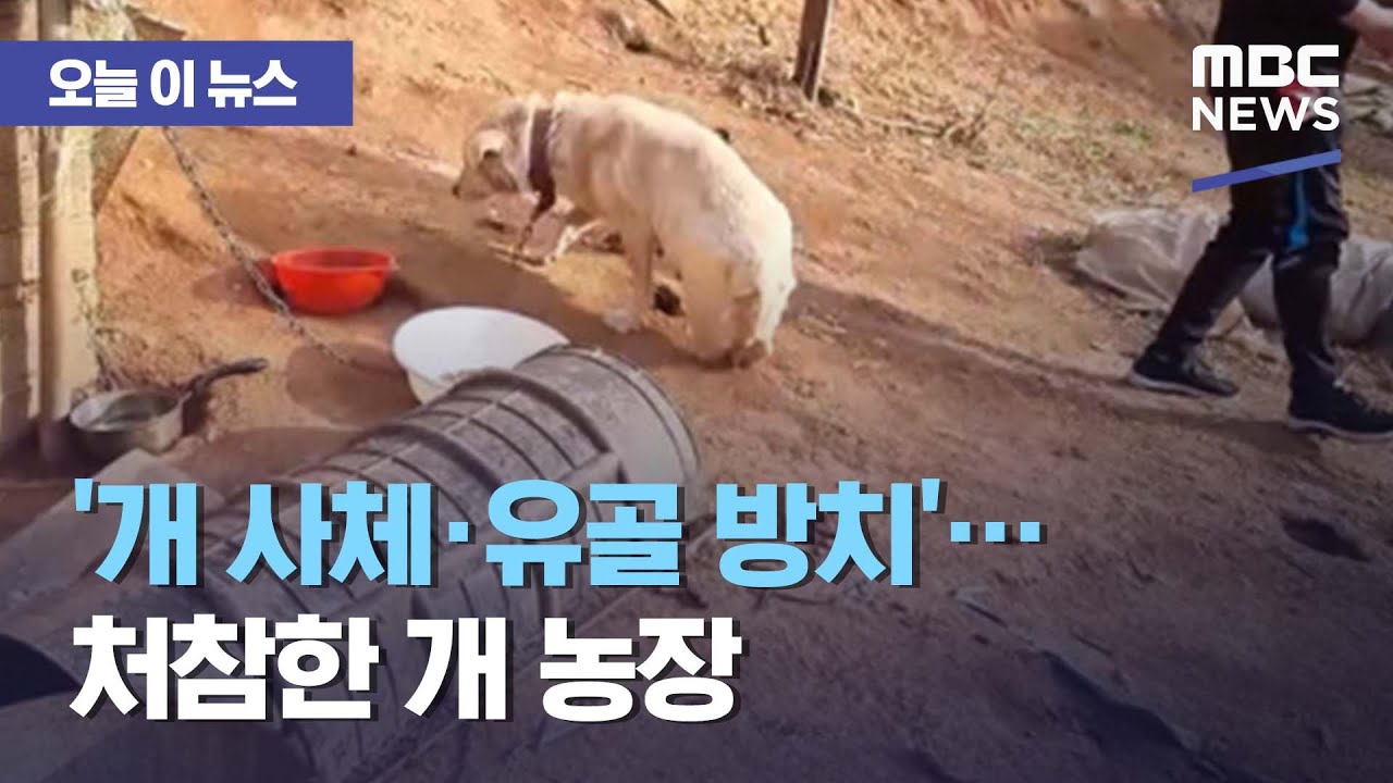 [오늘 이 뉴스] '개 사체·유골 방치'…처참한 개 농장 (2021.04.01/뉴스데스크/MBC)