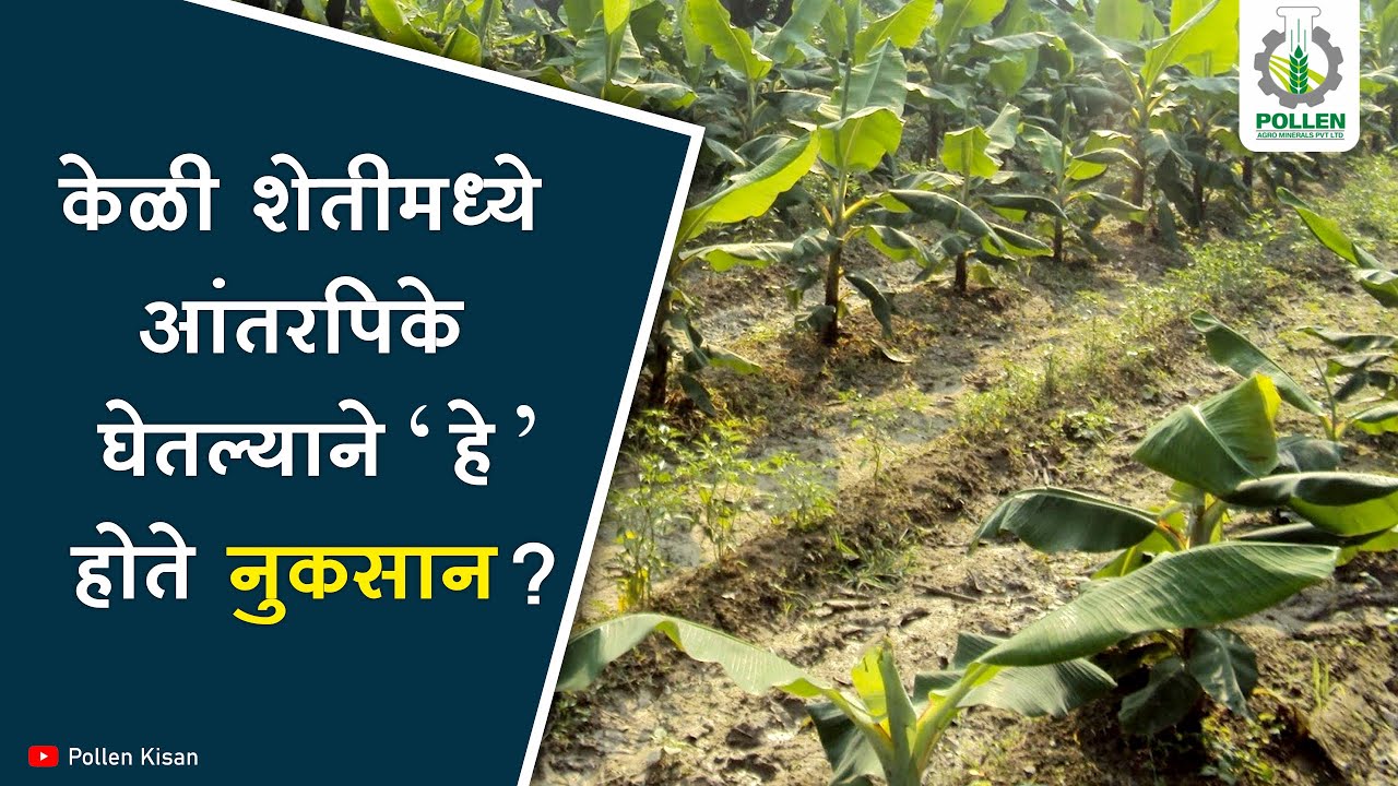 केळी शेती, सीएमव्ही व्हायरस, आंतरपिके आणि आळवण्या | Pollen Kisan