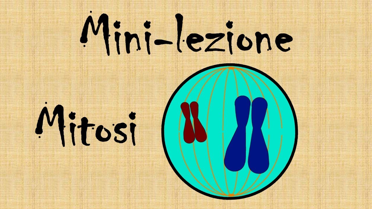 Mini lezione: la mitosi