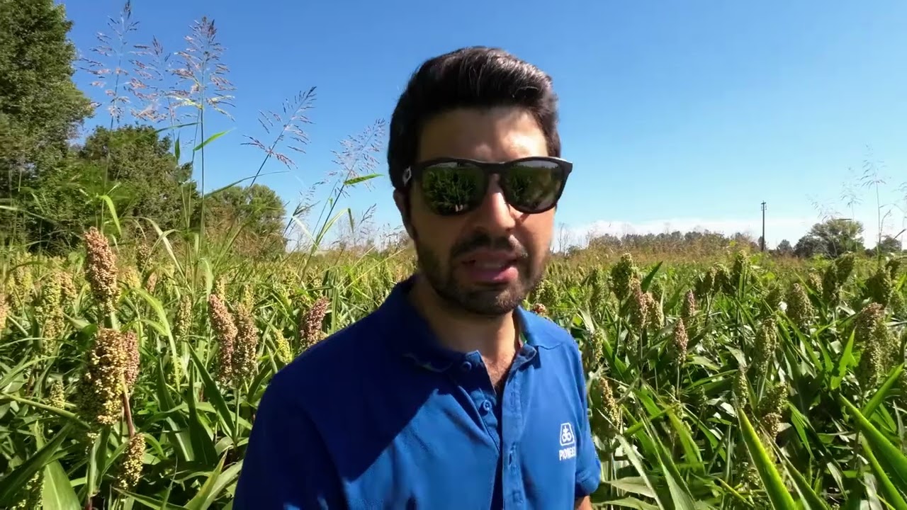 SORGO su SODO in ASCIUTTA, com’è andata a finire?