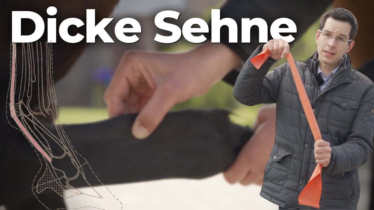Sehnenschaden; schmerzhaft, langwierig & eine der häufigsten Verletzungen😲