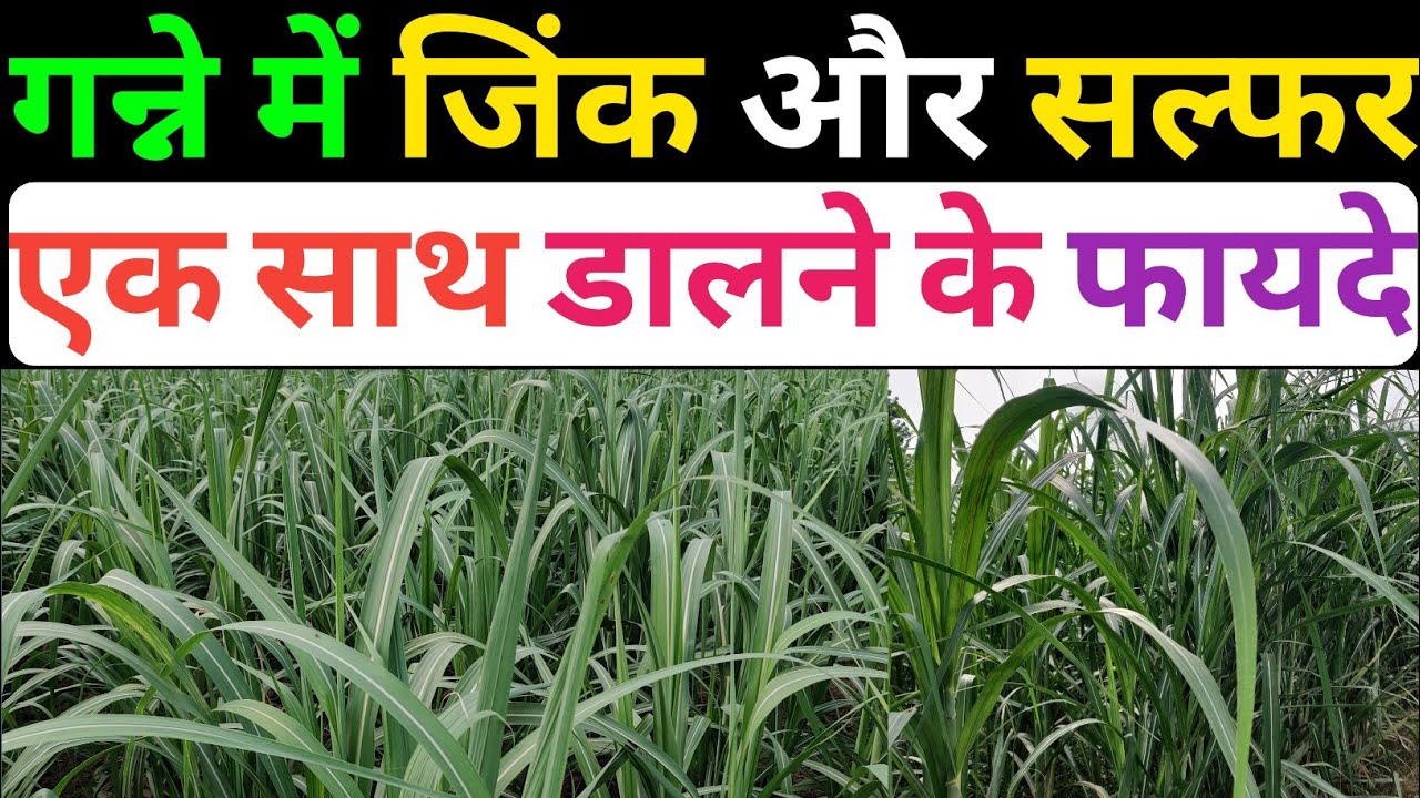 गन्ने में जिंक और सल्फर एक साथ डालने के फायदे । पेड़ी गन्ने में जिंक और सल्फर । जिंक और सल्फर
