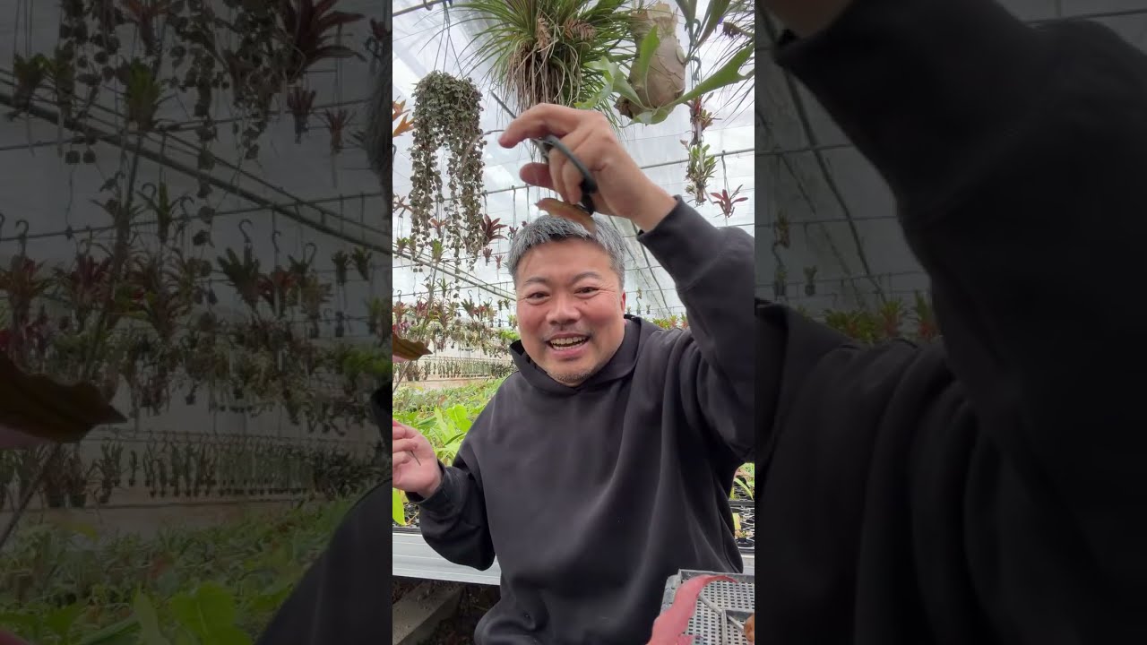 ホヤを整えながら