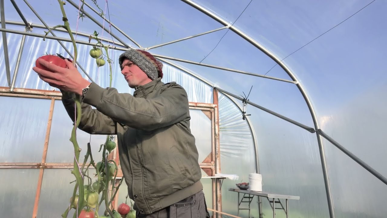 Safon Tyfwr Cyflenwr: Gwybodaeth i Randdeiliaid | Grower Supplier Standard: Stakeholder Info