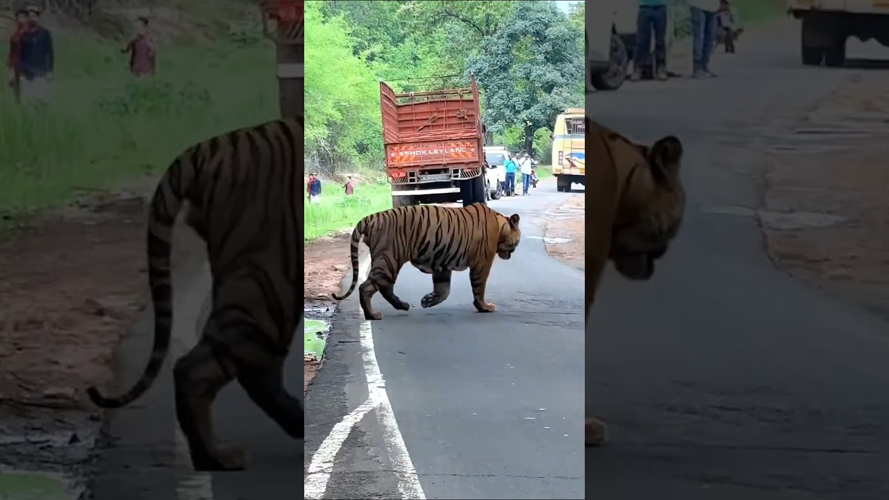Big Male Tiger 🐅 Road Crossing Part-2 अचानक आया😱 #bandhavgarh #jungle #tiger #wildanimals #shorts
