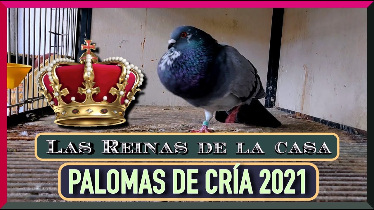 Palomas de Cría 2021 ❤️🧡💚 Las Reinas de la Casa ⚜️⚜️